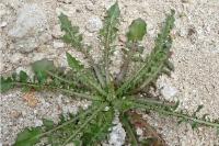 Crepis foetida