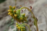 Petrosedum forsterianum