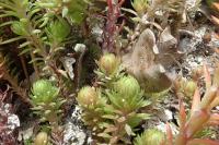 Petrosedum forsterianum