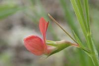 Lathyrus sphaericus