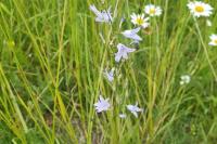 Campanula rapunculus