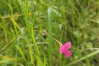 Lathyrus nissolia