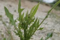 Crepis foetida