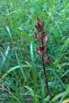 Orobanche gracilis