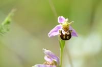 Ophrys apifera