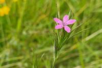 Dianthus armeria