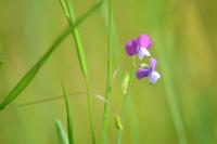 Lathyrus hirsutus