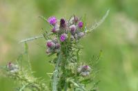 Cirsium palustre