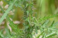 Cirsium palustre