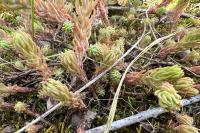 Petrosedum rupestre