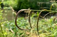 Carex pendula