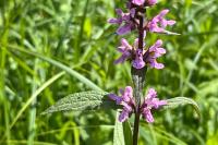 Stachys palustris
