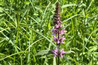 Stachys palustris