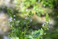 Veronica anagallis-aquatica