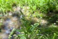 Veronica anagallis-aquatica