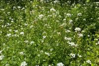 Nasturtium officinale