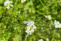 Nasturtium officinale