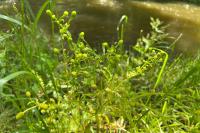 Ranunculus sceleratus