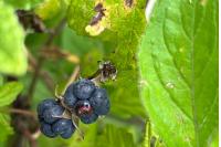 Rubus caesius