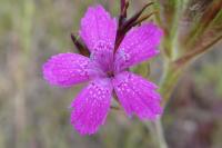 Dianthus armeria