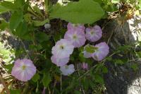 Convolvulus arvensis