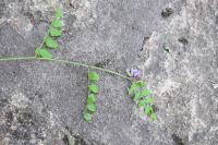 Vicia sepium