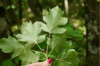 Torminalis glaberrima