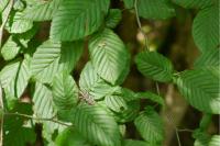 Carpinus betulus