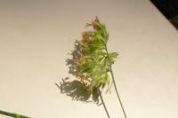 Dactylis glomerata