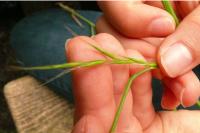 Brachypodium sylvaticum