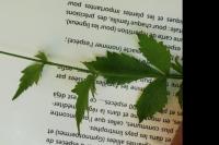 Geum urbanum