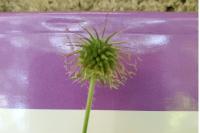 Geum urbanum