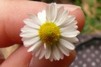 Bellis perennis