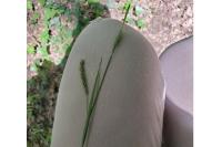 Carex sylvatica