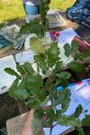 Quercus pubescens