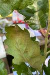 Quercus pubescens