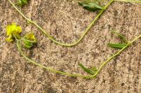 Helianthemum nummularium