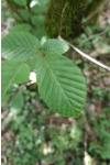 Carpinus betulus