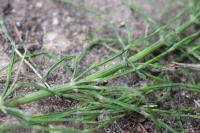 Equisetum arvense