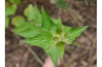 Urtica dioica
