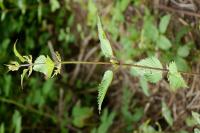 Urtica dioica
