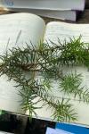 Juniperus communis