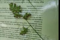 Dactylis glomerata