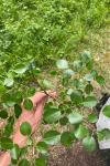 Pyrus cordata