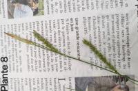 Carex sylvatica