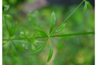 Galium aparine
