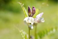 Vicia sepium