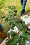 Ulmus minor