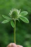 Trifolium ochroleucon