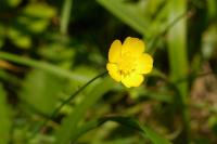 Ranunculus serpens